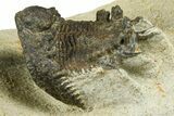 Bargain, Lichid Trilobite (Akantharges) - Tinejdad, Morocco #372457-2